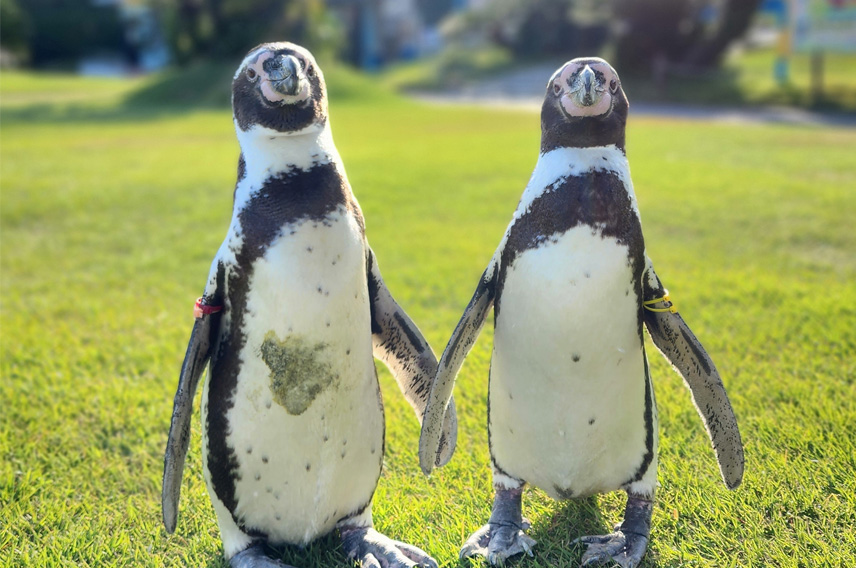 ペンギンが歩く様子